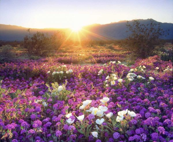 CA, Anza-Borrego Desert wildflowers at sunset